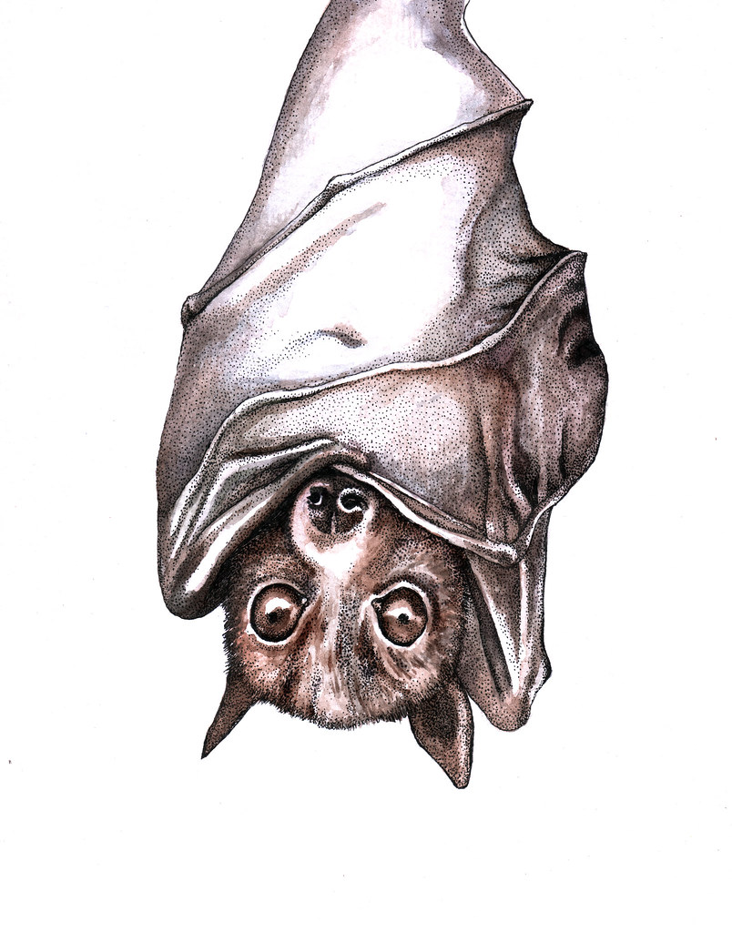 804x1024 The World's Best Photos Of Bat And Watercolour - Hanging Bat Drawing