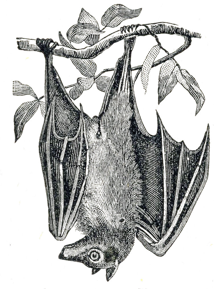 751x1010 hanging bat nice is life - Hanging Bat Drawing