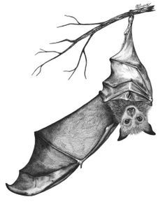 236x292 hanging bat tattoo loves tattoos, sleeve tattoos, rabbit tattoos - Hanging Bat Drawing