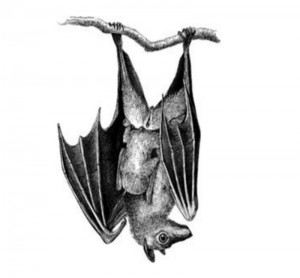 300x278 Bats - Hanging Bat Drawing