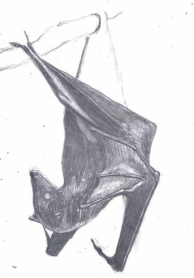 628x900 black and white bat hanging drawing - Hanging Bat Drawing