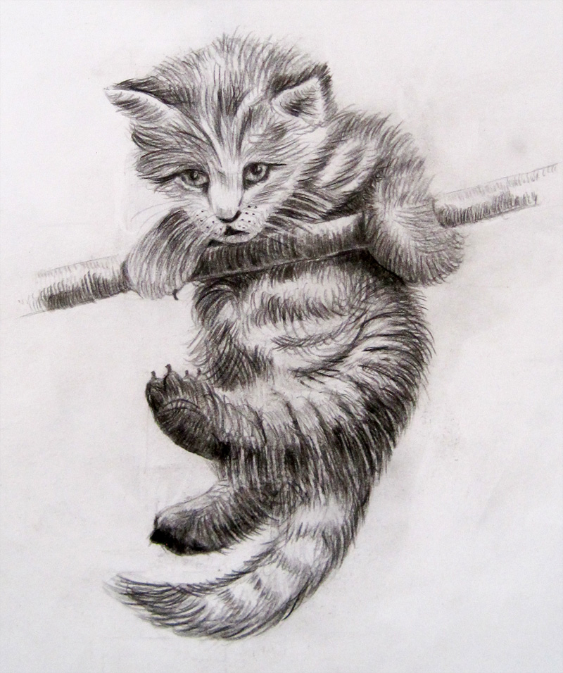 800x956 Hanging Cat - Hanging Drawings