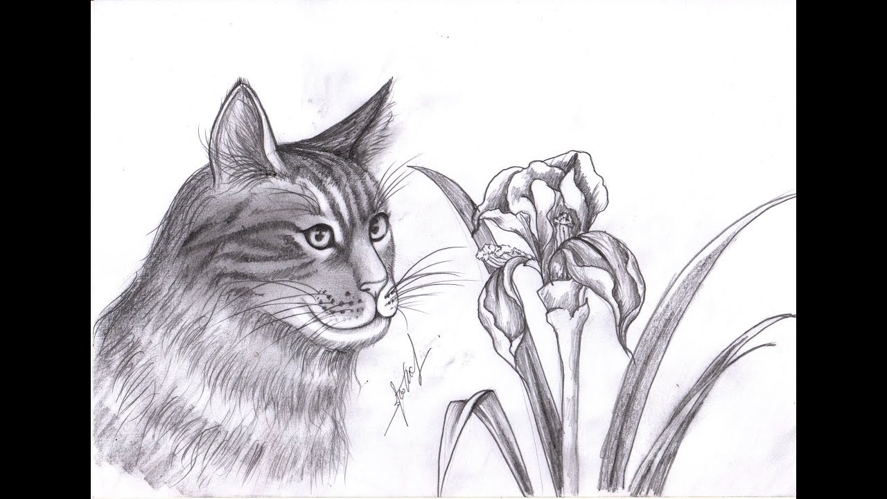 1280x720 Draw Happy Cat - Happy Cat Drawing