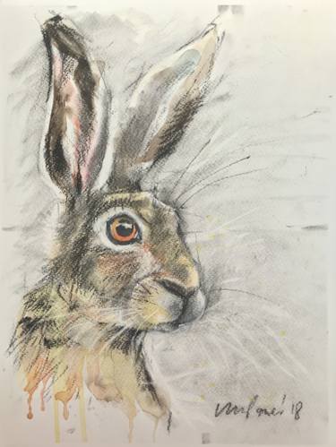 375x499 hare - Hare Drawing
