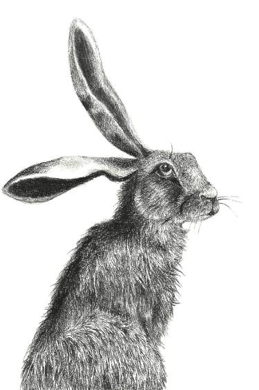375x563 hare the boss drawing - Hare Drawing