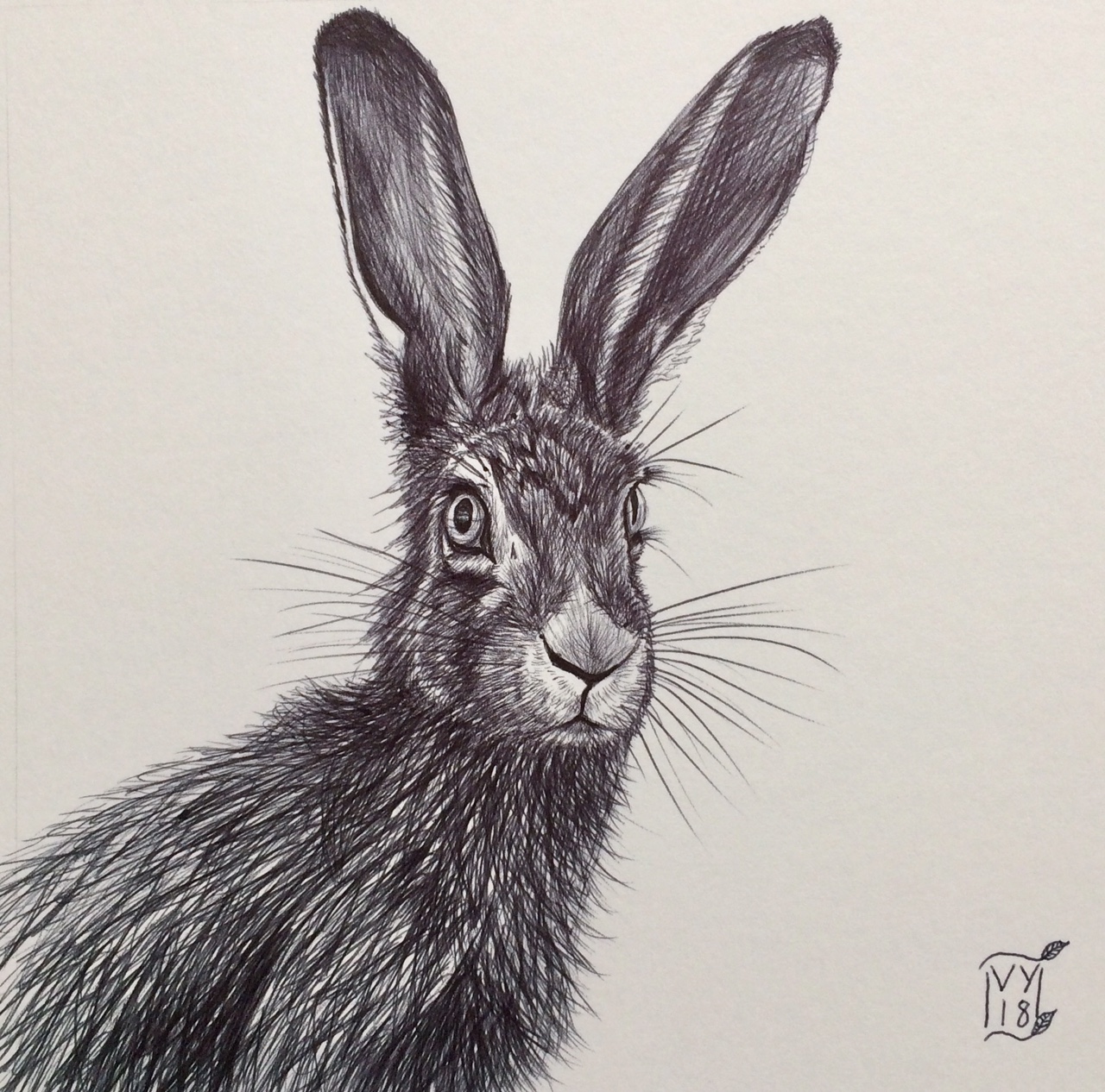 1280x1266 hare drawing in biro - Hare Drawing