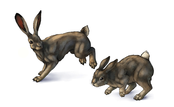 600x369 How To Draw Animals Hares And Rabbits - Hare Drawing