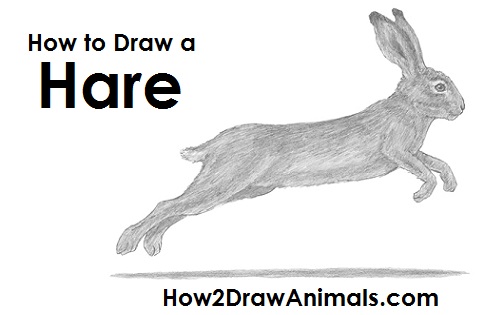 500x315 how to draw a hare - Hare Drawing
