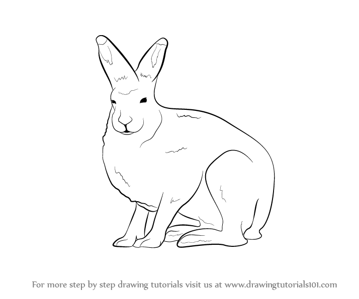 714x596 learn how to draw a arctic hare - Hare Drawing