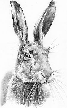 226x360 mr hare photographic print in bunny rabbits bunny - Hare Drawing