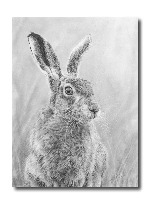 619x840 nolon stacey - Hare Drawing