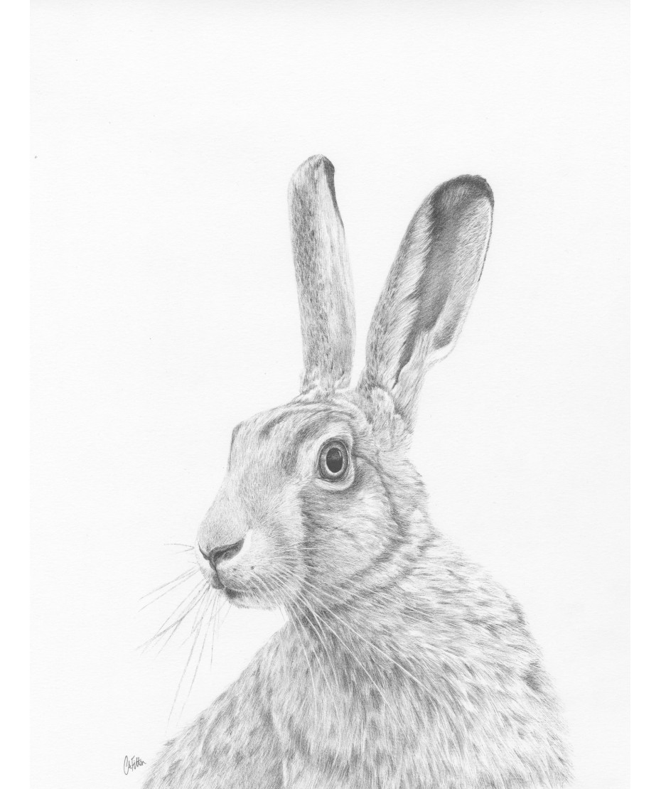 Hare Drawing at PaintingValley.com | Explore collection of Hare Drawing