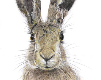 340x270 pencil drawing hare etsy - Hare Drawing