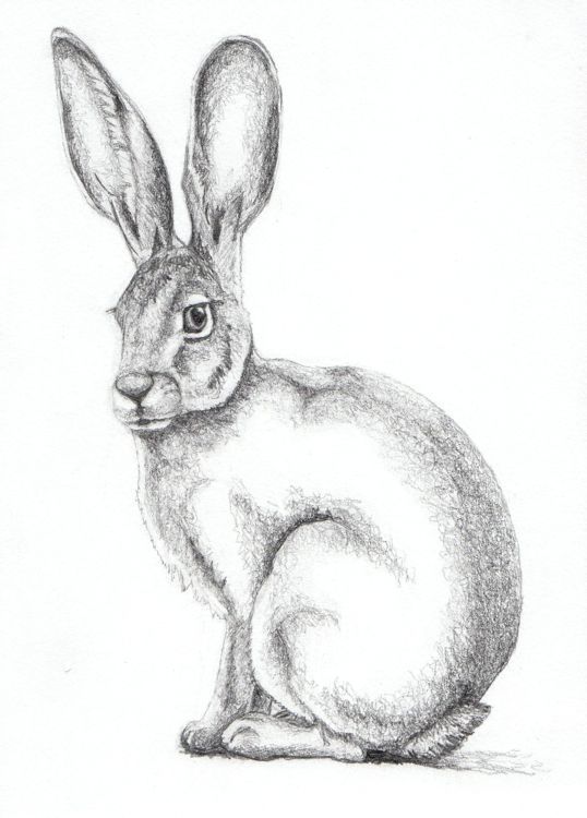 538x750 Tattoos In Rabbit Drawing, Bunny Art - Hare Drawing