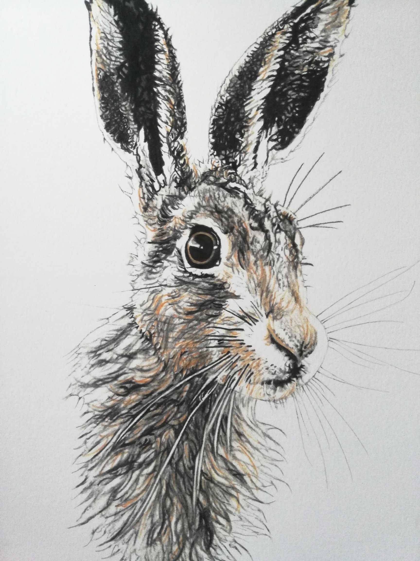 Hare Drawing at Explore collection of Hare Drawing