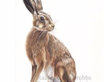 340x270 Wildlife Drawing Etsy - Hare Drawing