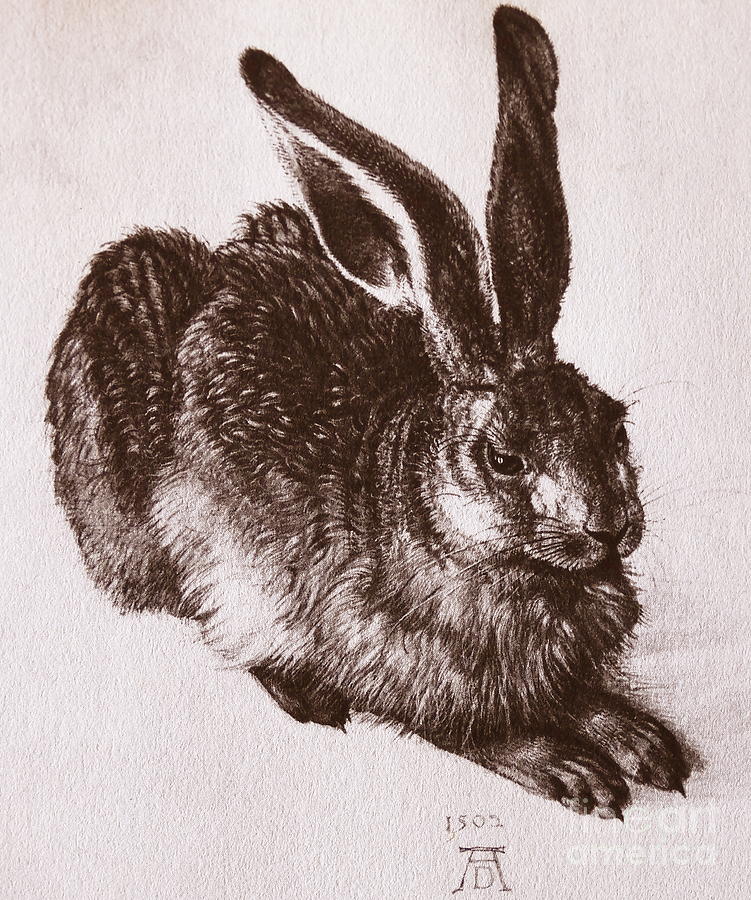 751x900 young hare drawing - Hare Drawing