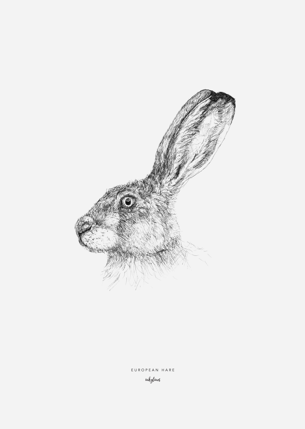 1280x1800 Inkylines - Hare Drawing