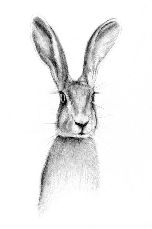 522x785 black and white nursery decor woodland animal nursery wall art - Hare Drawing
