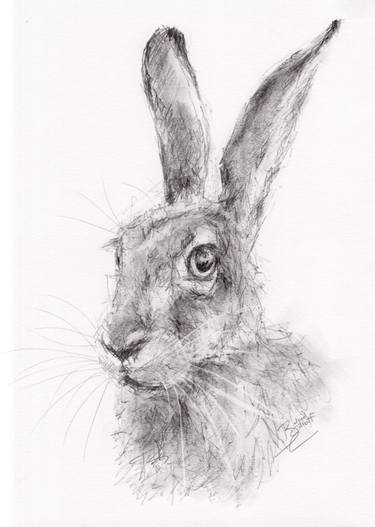 Hare Drawing at PaintingValley.com | Explore collection of Hare Drawing