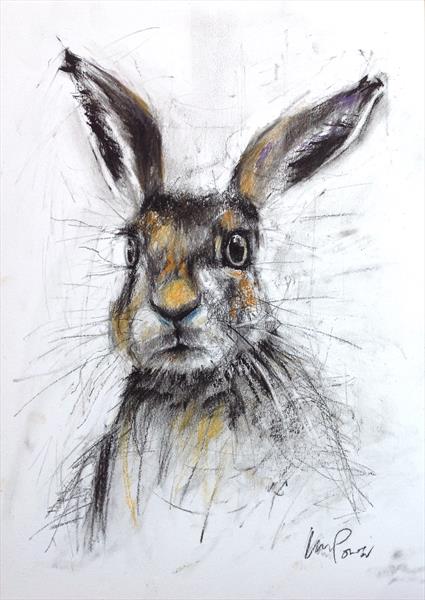 425x600 hare - Hare Drawing