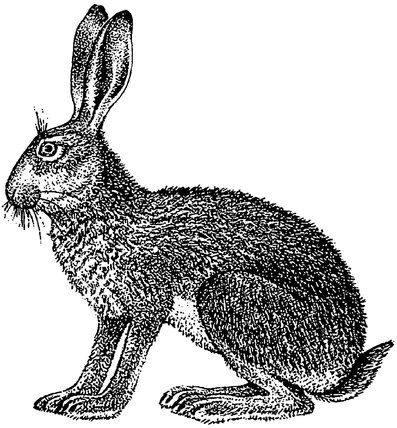 397x428 digital line drawing of a brown hare - Hare Line Drawing