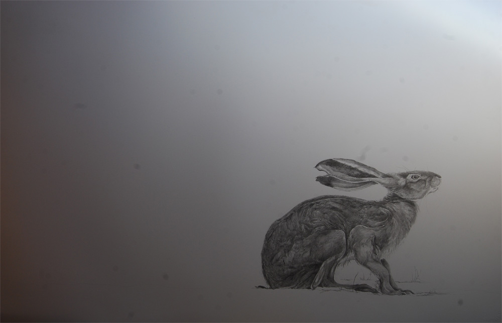 1000x643 Drawing A Line In Time Drawing Hares - Hare Line Drawing