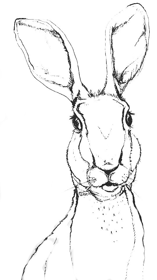 Hare Line Drawing at PaintingValley.com | Explore collection of Hare