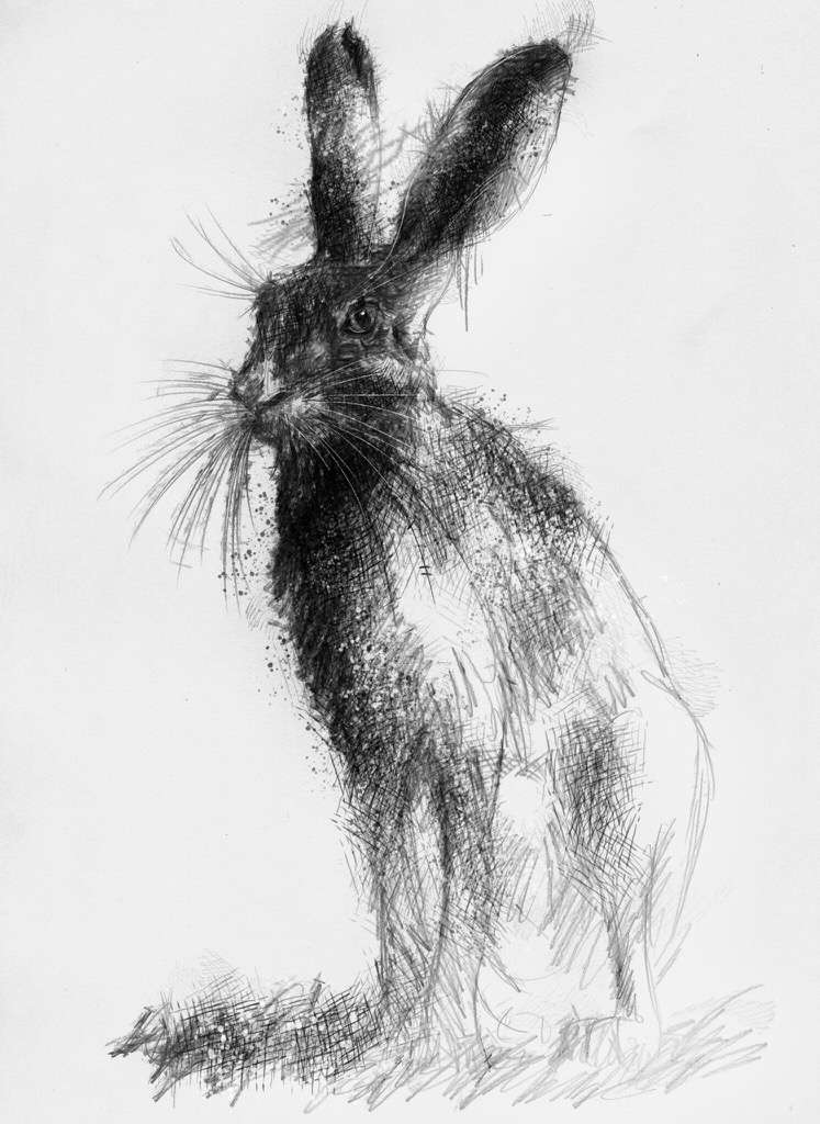 Hare Line Drawing at Explore collection of Hare