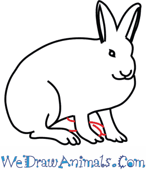 300x350 how to draw an arctic hare - Hare Line Drawing