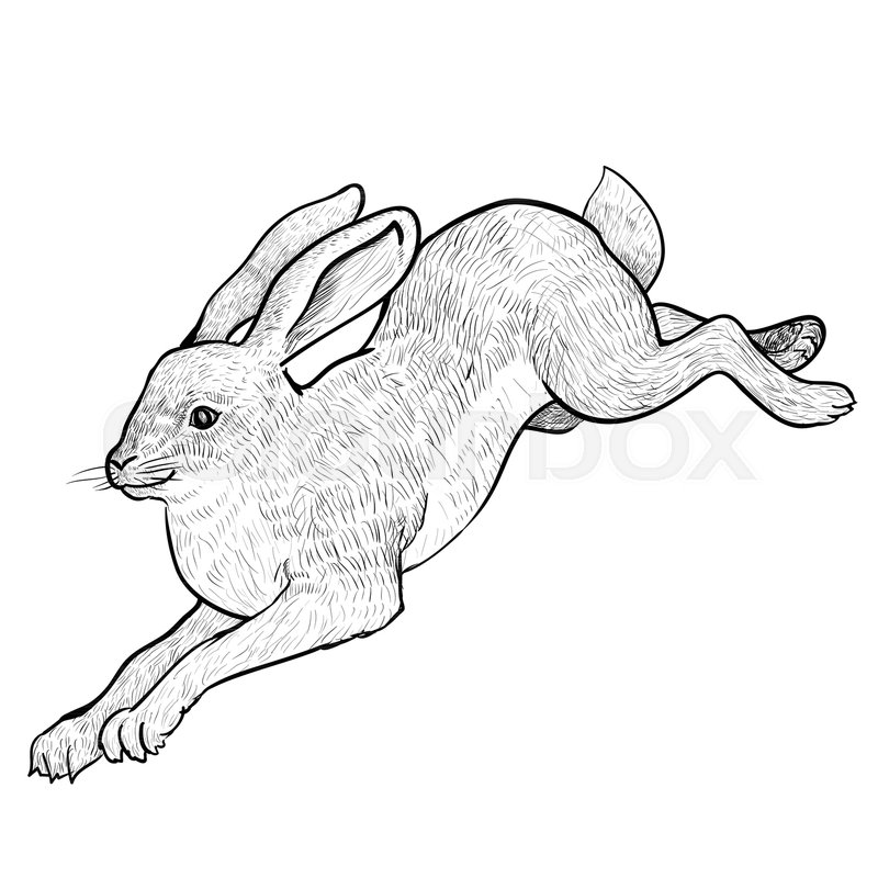 800x800 illustration jumping hare isolated on stock vector colourbox - Hare Line Drawing