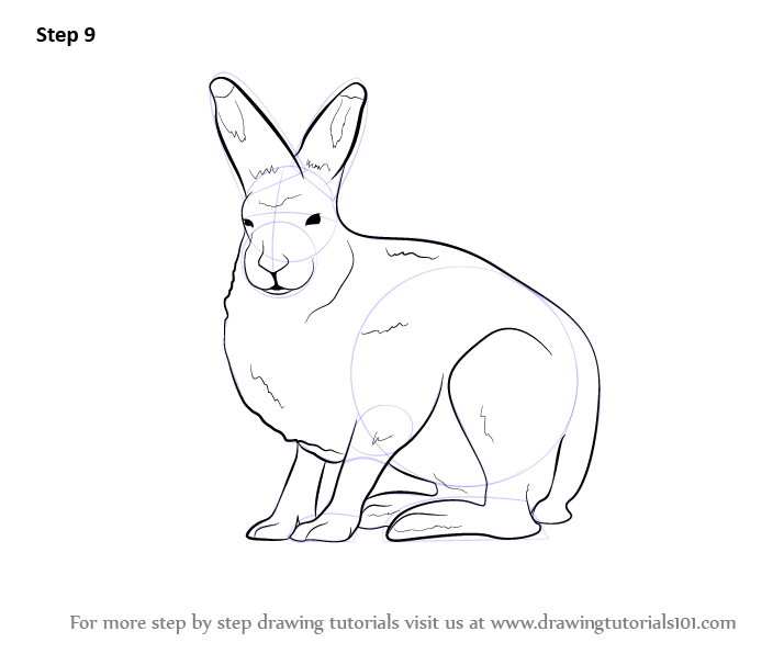 714x596 learn how to draw a arctic hare - Hare Line Drawing