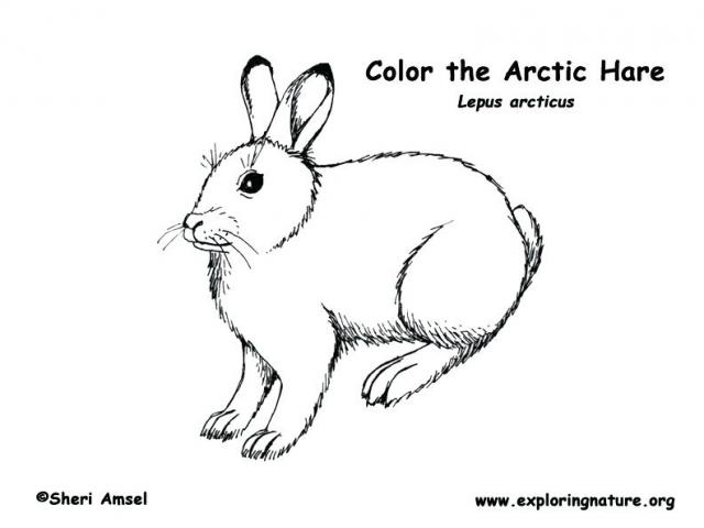 640x480 arctic hare clipart line drawing - Hare Line Drawing