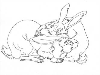 332x250 belgian hare line art - Hare Line Drawing