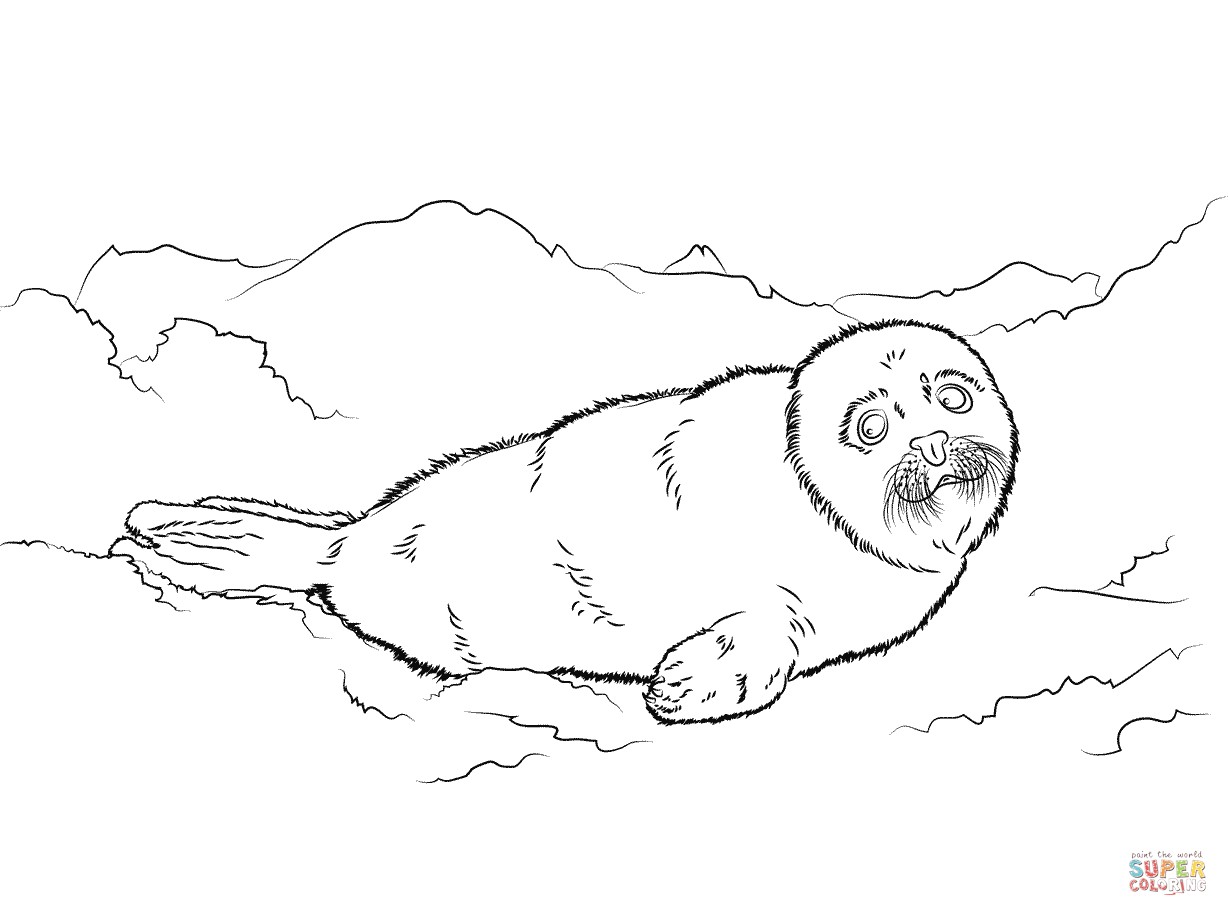 1228x916 harp seal drawing baby coloring pages - Harp Seal Drawing
