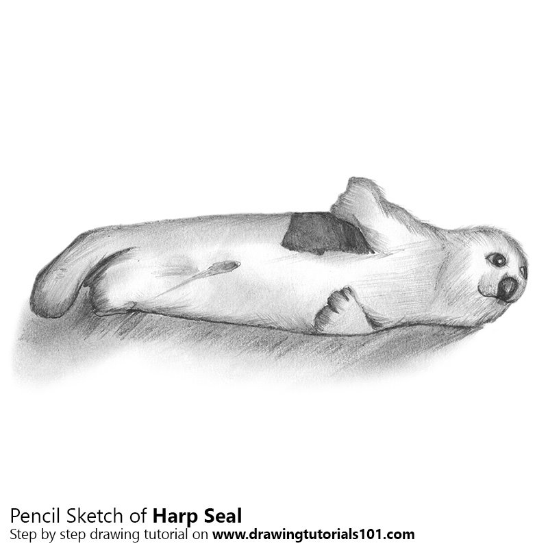 800x800 harp seal pencil drawing - Harp Seal Drawing