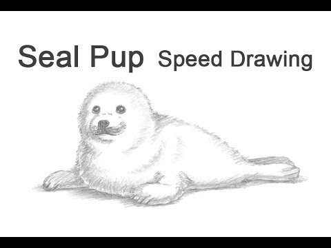 480x360 harp seal pup time lapse speed drawing - Harp Seal Drawing