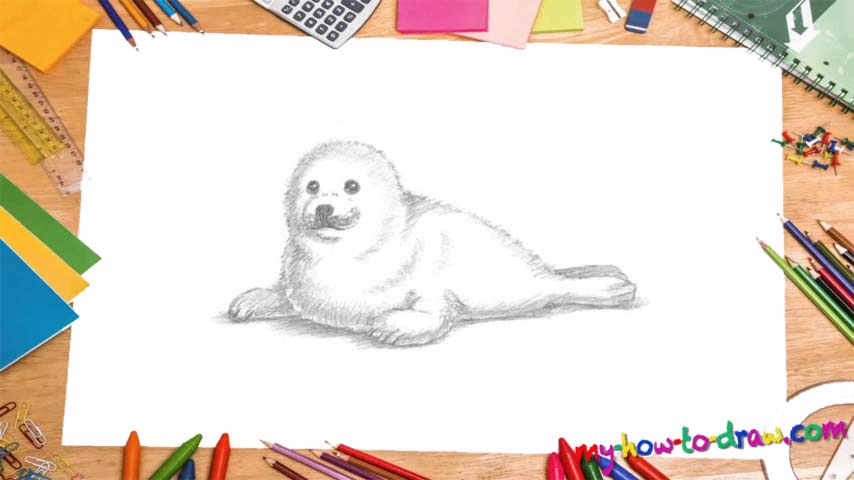854x480 how to draw a harp seal pup - Harp Seal Drawing