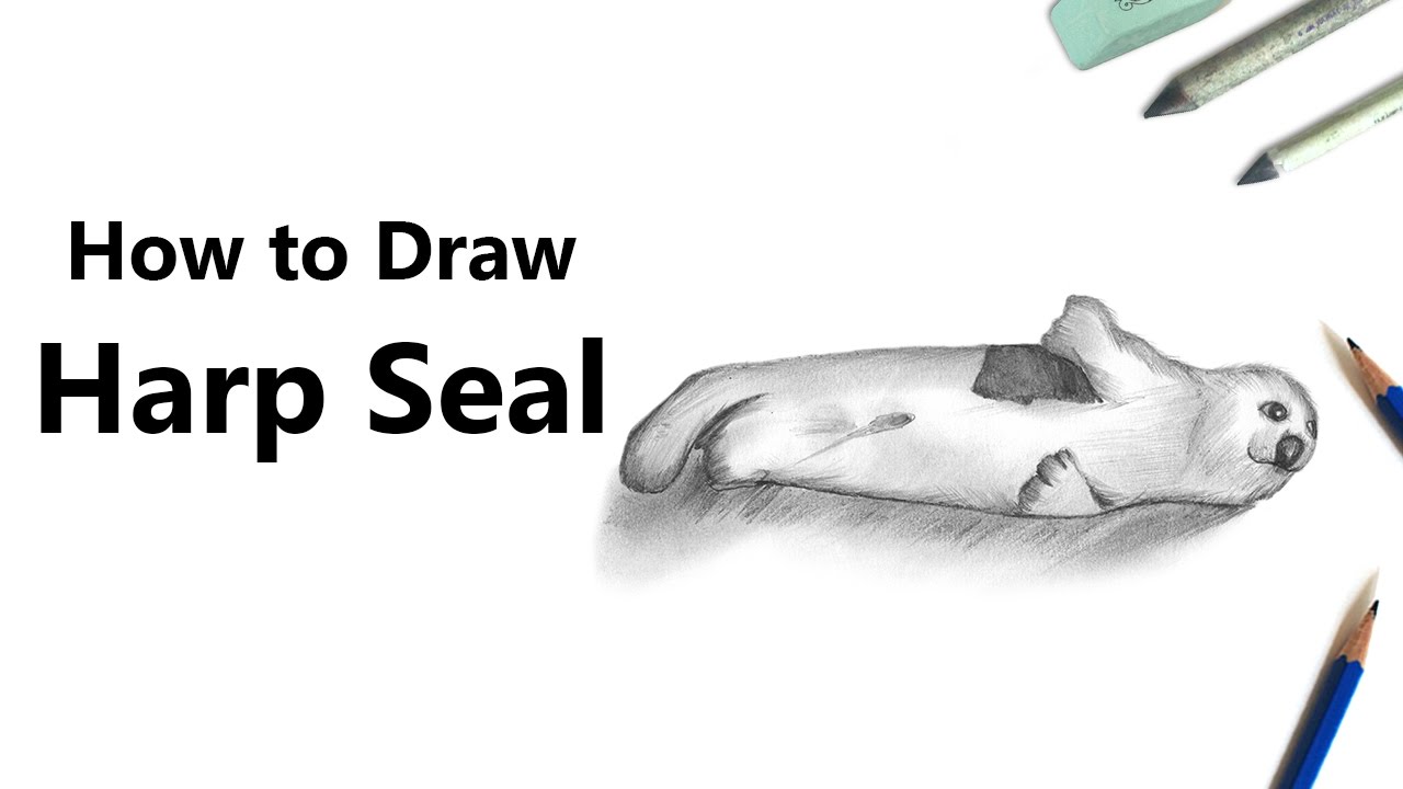 1280x720 how to draw a harp seal with pencils - Harp Seal Drawing