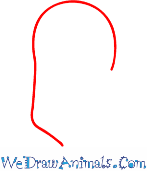 300x350 how to draw a harp seal - Harp Seal Drawing