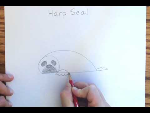 480x360 how to draw a harp seal - Harp Seal Drawing