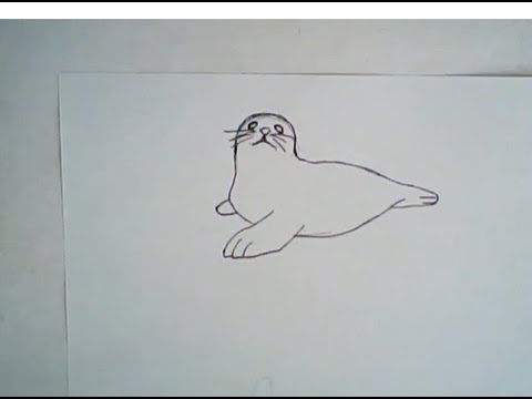 Harp Seal Drawing at PaintingValley.com | Explore collection of Harp ...