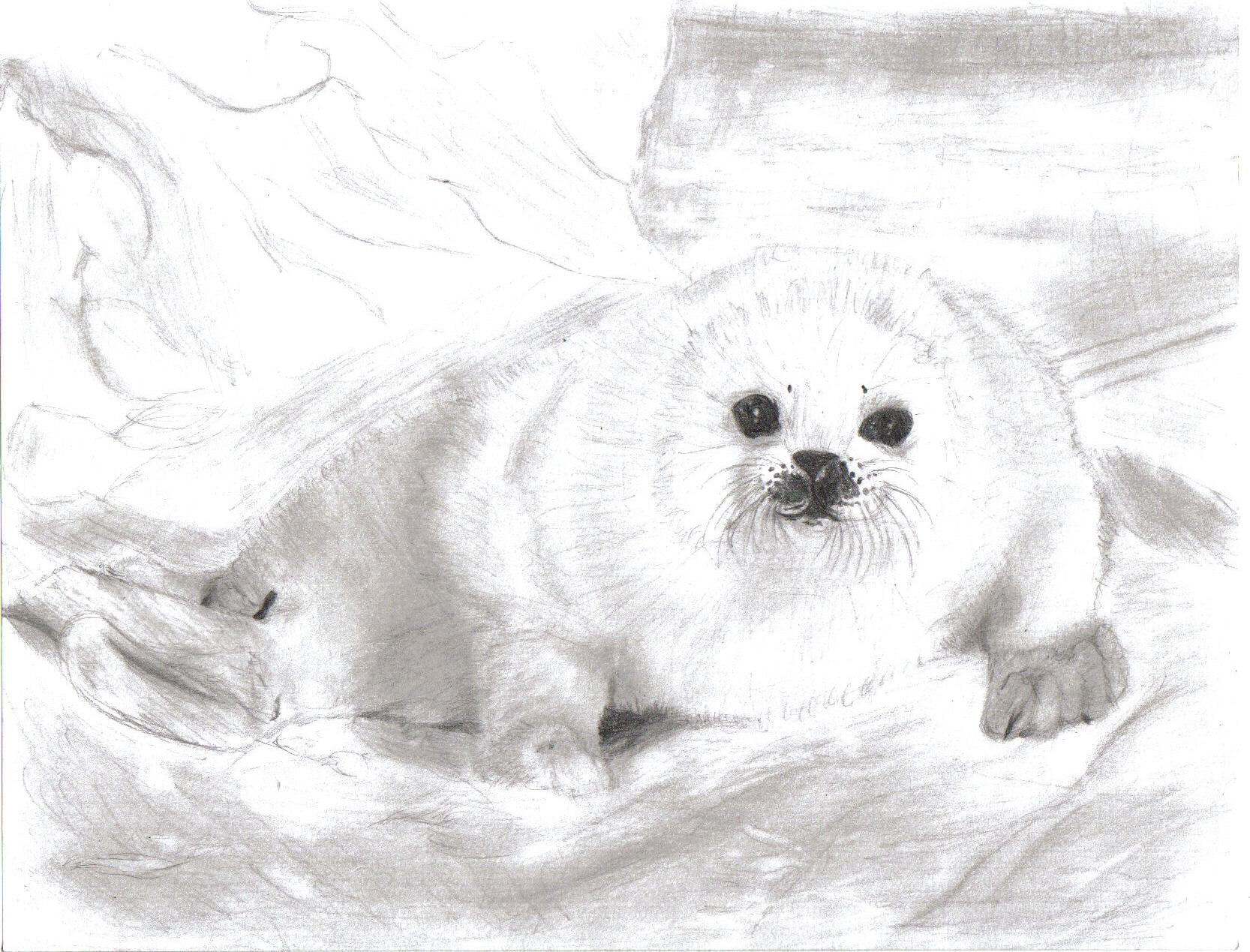 1666x1269 images of harp seal drawing - Harp Seal Drawing