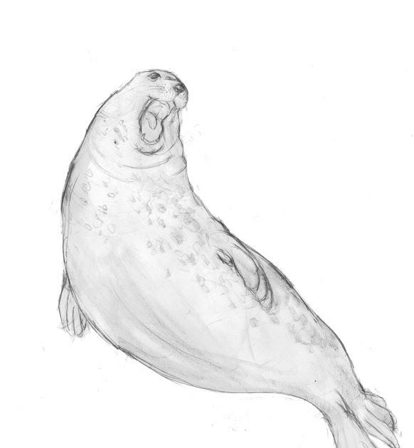 582x630 jed alexander harp seal - Harp Seal Drawing