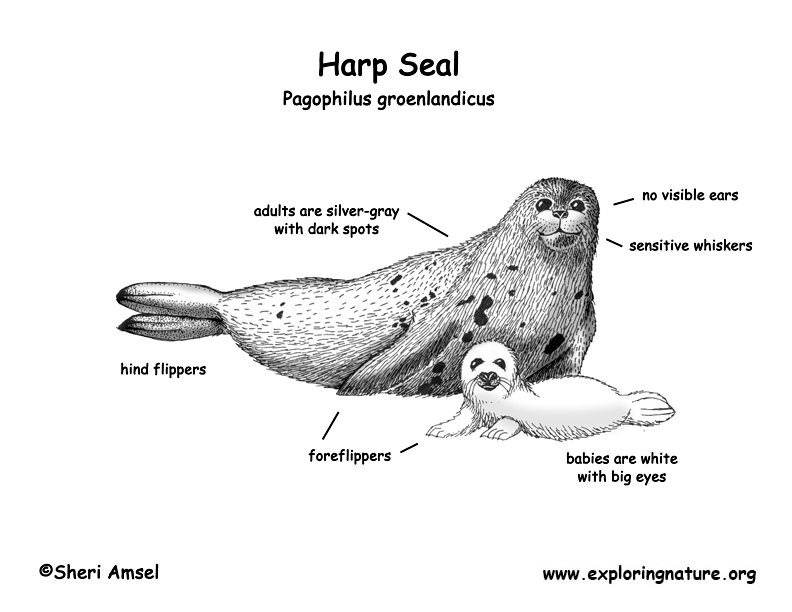 Harp Seal Drawing at Explore collection of Harp