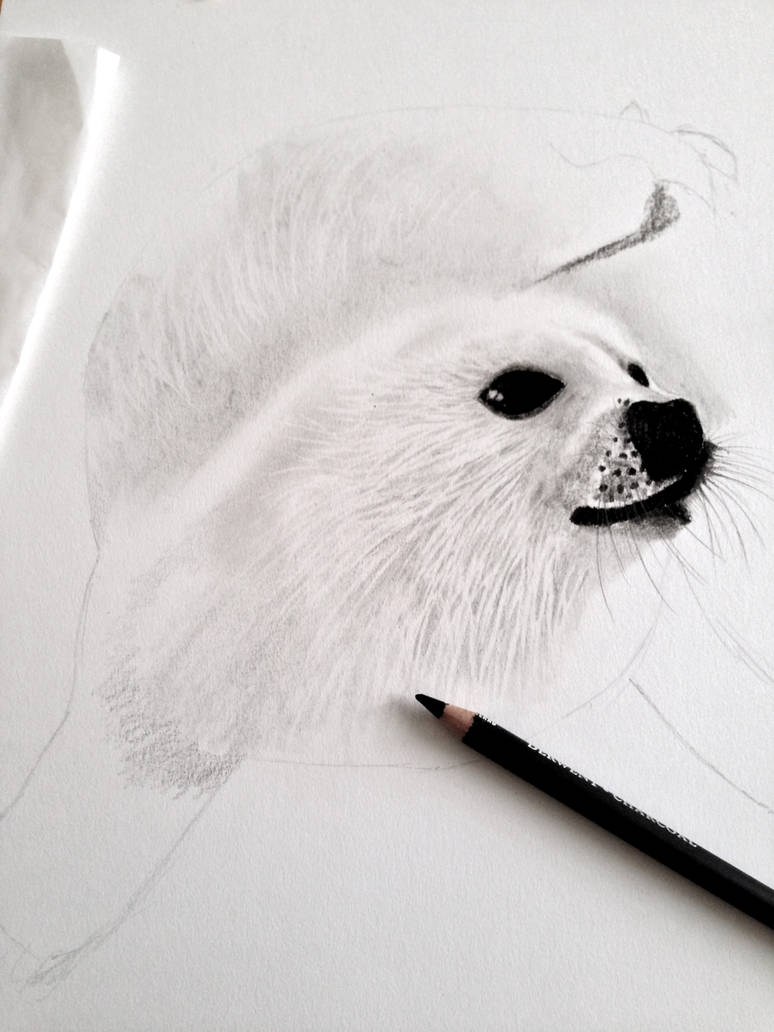 774x1032 baby harp seal drawing - Harp Seal Drawing