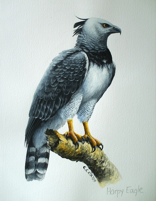 545x700 Harpy Eagle Painting - Harpy Eagle Drawing