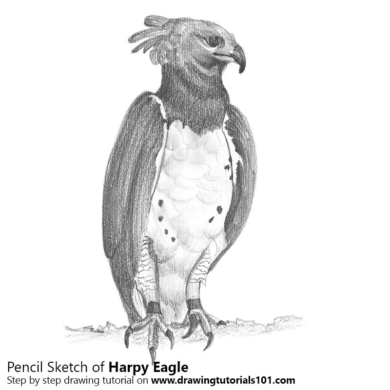 800x800 Harpy Eagle Pencil Drawing - Harpy Eagle Drawing