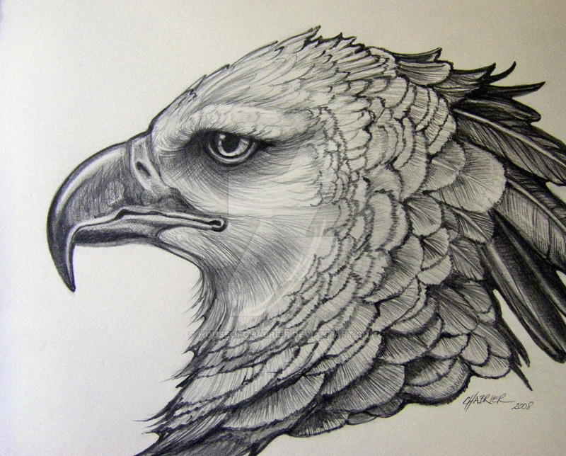 800x644 Harpy Eagle Pencil - Harpy Eagle Drawing