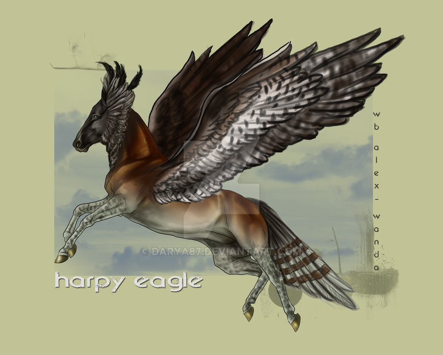 900x720 Harpy Eagle - Harpy Eagle Drawing